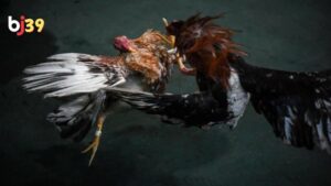 đá gà philippines cựa dao trực tiếp