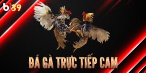 Tìm hiểu về hình thức đá gà trực tiếp Cam