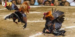 Giới thiệu sơ lược về đá gà Khmer