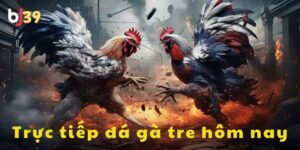 Tổng quan trực tiếp đá gà tre hôm nay