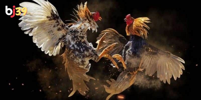 Trực tiếp đá gà tre hôm nay Các kê thủ đã nắm rõ cách thức vận hành trực tiếp đá gà tre hôm nay chưa?