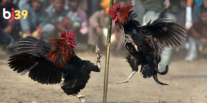 Quy định cá cược đá gà cựa sắt ở BJ39