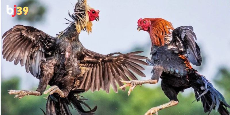 đá gà bình luận viên Với hình ảnh sắc nét, âm thanh sống động