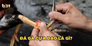 Đá gà cựa dao