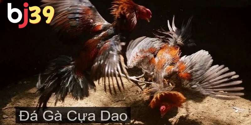 Kinh nghiệm chơi chọi gà cựa dao từ các cao thủ hàng đầu