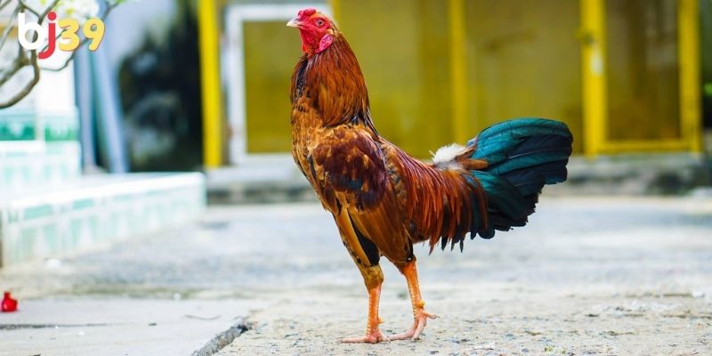 Gà tre cực kỳ nhanh nhẹn và nhạy bén