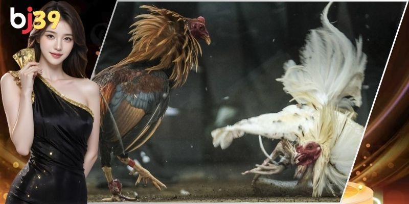 Tham gia cá cược Meron đá gà đơn giản